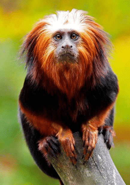 (Foto: Furuviksparken - Gyllenhuvad Lejontamarin som bor i Furuviksparkens zoo.)