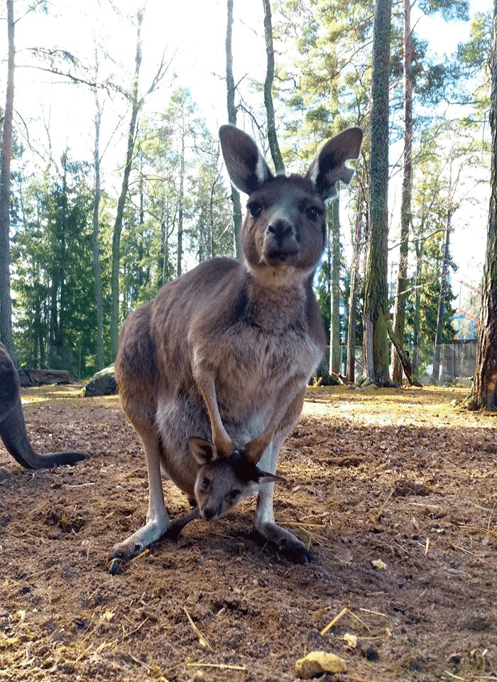 (Foto: Furuviksparken - En av parkens kängurus med sin bebis i magfickan.)